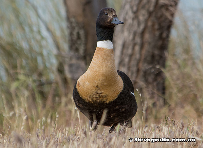 australian-shelduck-10182