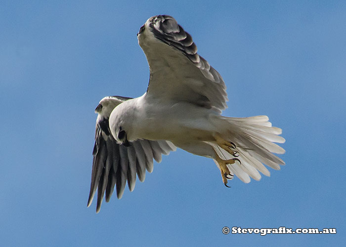 black-shouldered-kite-19736