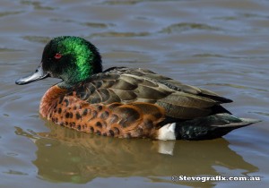 chestnut-teal-52035