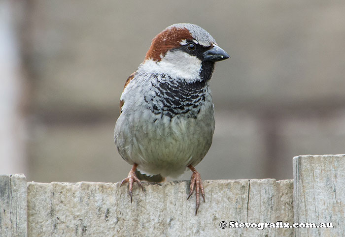 house-sparrow-13472