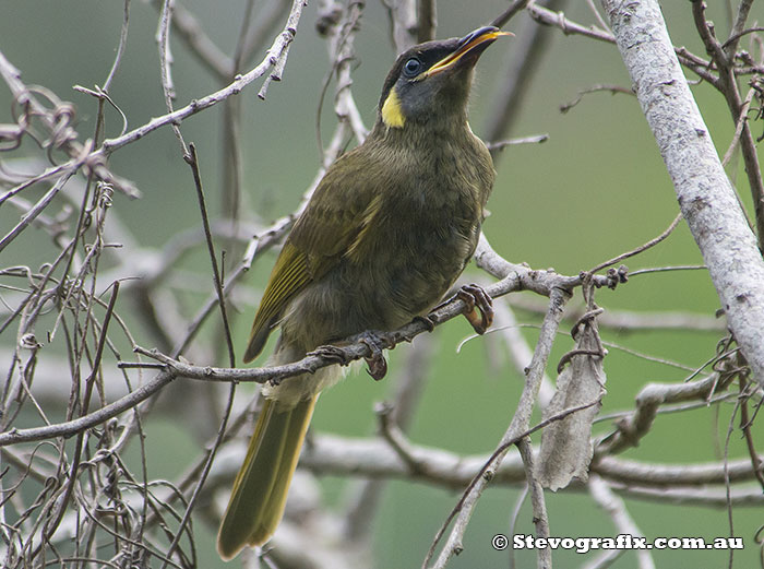 lewins-honeyeater-23758