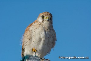 nankeen-kestrel-28890