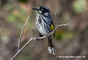 new-holland-honeyeater-25800