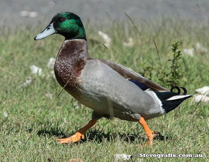 northern-mallard-23924