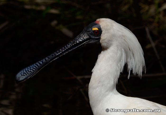 royal-spoonbill-profile