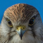 slide-1-nankeen-kestrel-2-29017