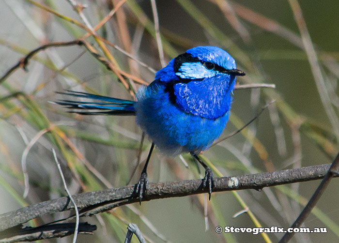 splendid-fairy-wren-9360