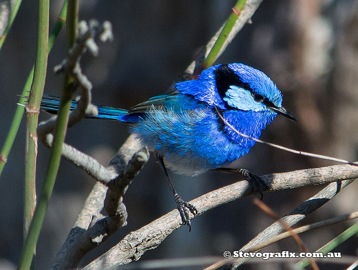 splendid-fairy-wren-9373