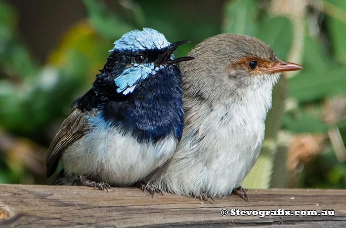 superb-fairy-wrens-pair-young-male-2664