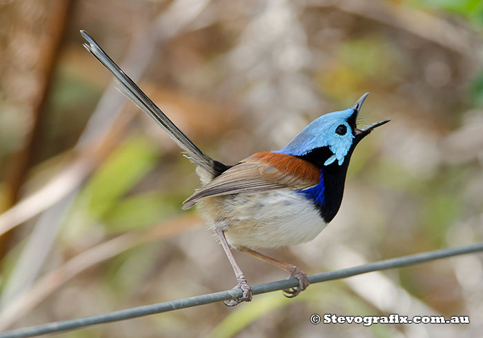 variegated-fairy-wren-23814