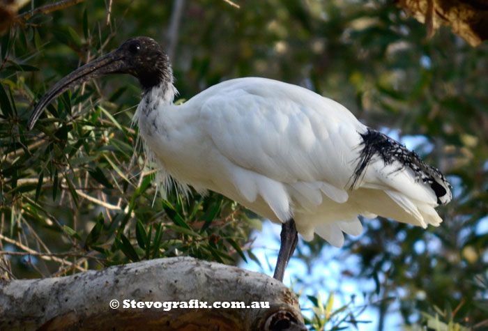 Australian White Ibis