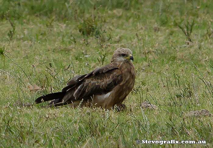 black-kite-field