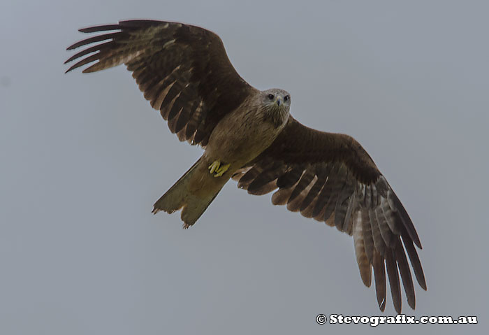 black-kite-flying-01