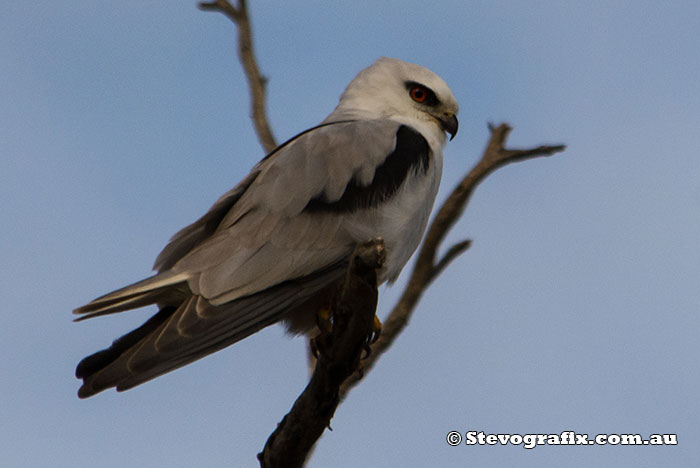 black-shouldered-kite-7768