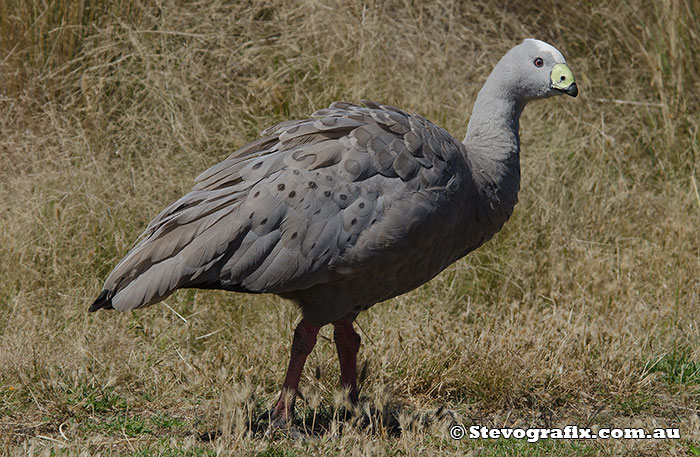 cape-barren-goose-36919