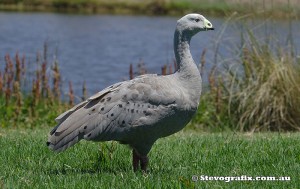 cape-barren-goose-37083