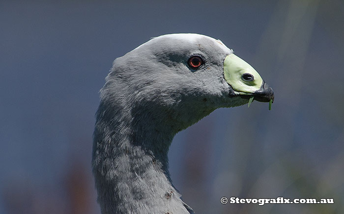 cape-barren-goose-37087