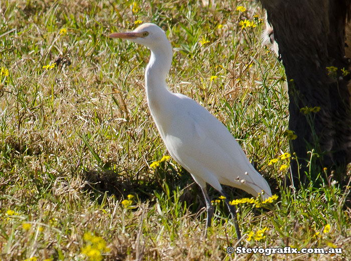 Cattle Egret in non- breeding colours