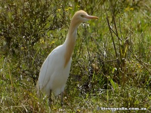 Cattle Egret in breeding colours