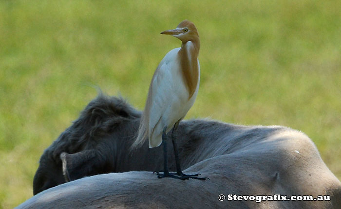 Cattle Egret on cattle