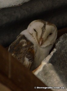 eastern-barn-owl