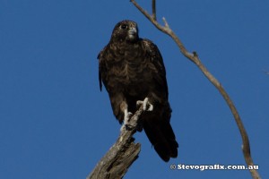 falcon-black-34725