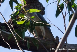 goshawk-grey-27686