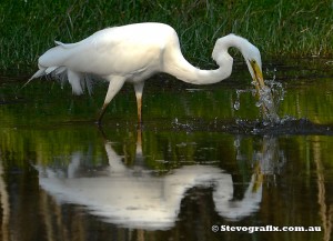 Great Egret fishing