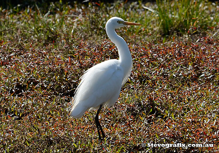 Intermediate Egret