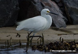 Little Egret