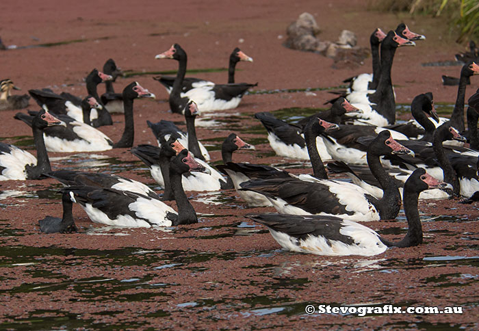 magpie-geese-21357