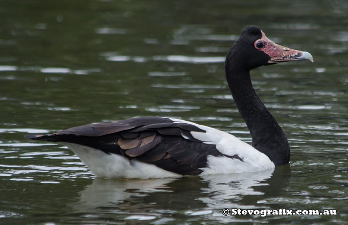 magpie-goose-48503