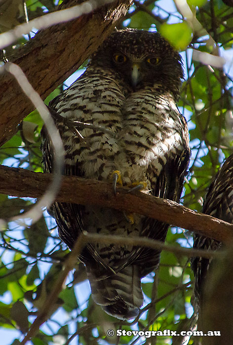 Powerful Owl