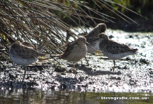 sandpiper-buff-breasted-38351