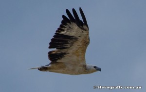 sea-eagle-white-bellied-43027