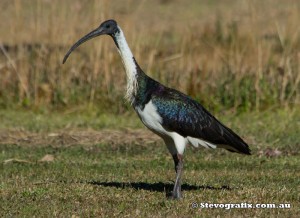 Straw-necked Ibis