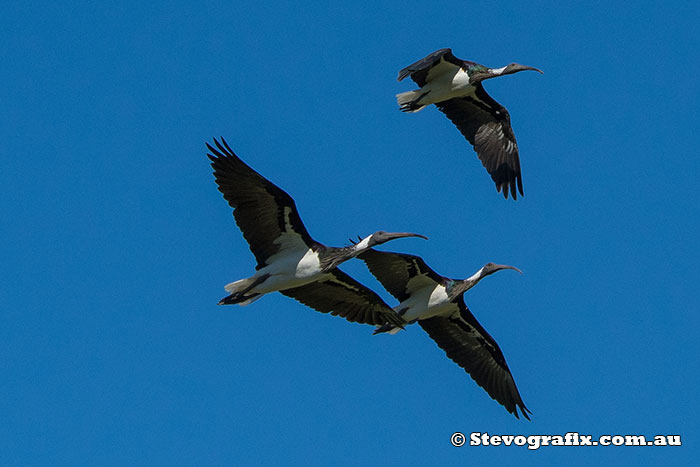 Straw-necked Ibis in flight