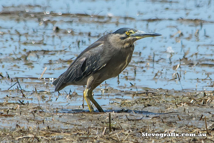 Striated Heron