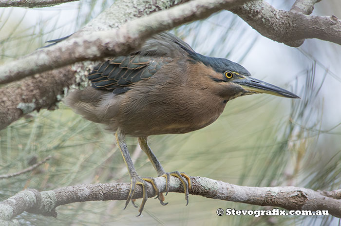 Striated Heron - Rufous form