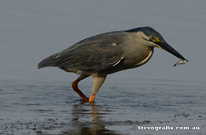 Striated Heron with fish