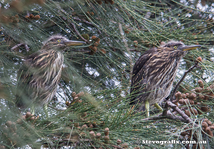 Fledgling Striated Herons