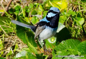 supurb-fairy-wren-male-0750