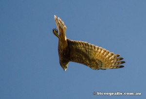 swamp-harrier-dive-11301