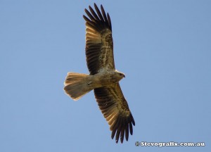 whistling-kite-11318