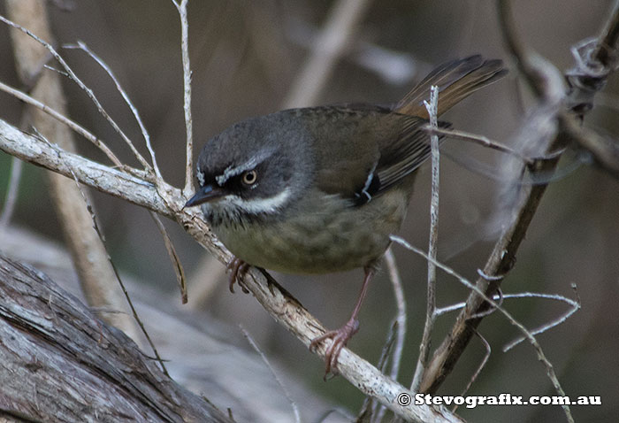 White-browed Scrubwren