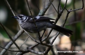 white-eared-monarch