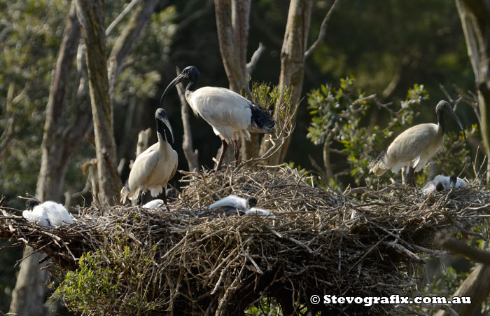 Australian White Ibis nest