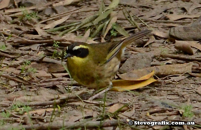 Yellow-throated Scrubwren