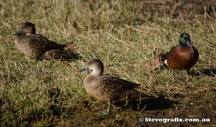 chestnut-&-grey-teal-12909