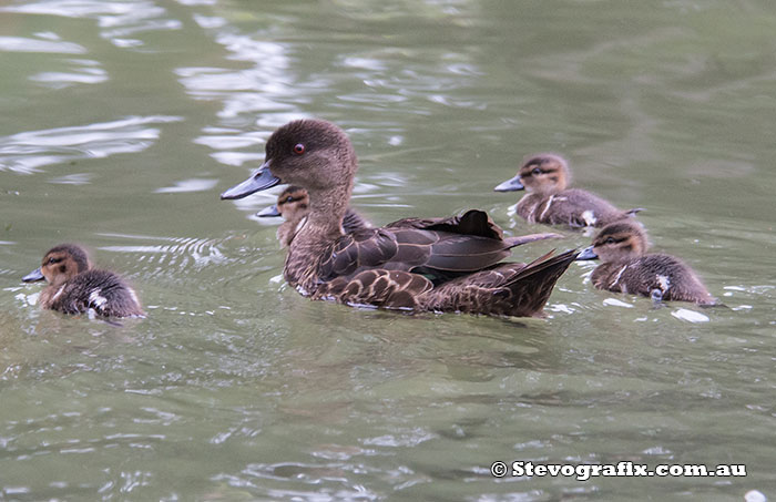 chestnut-teal-16350